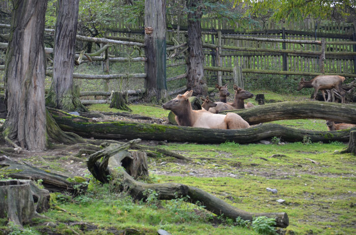 DSC_2437 - Zoo Praga