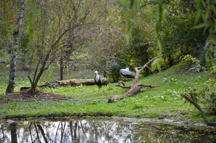 DSC_2440 - Zoo Praga