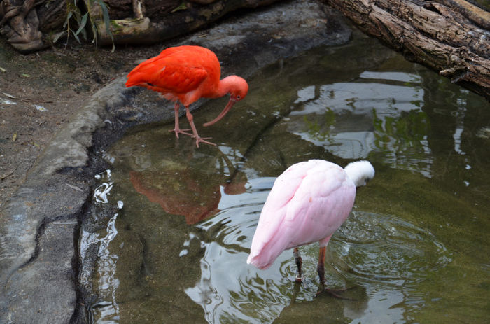 flamingo boys - Zoo Praga