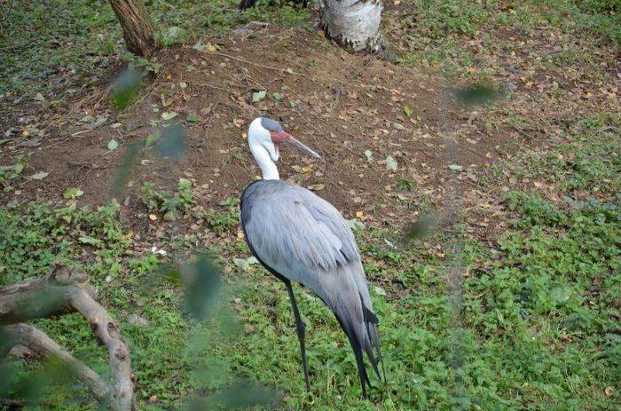 DSC_2448 - Zoo Praga