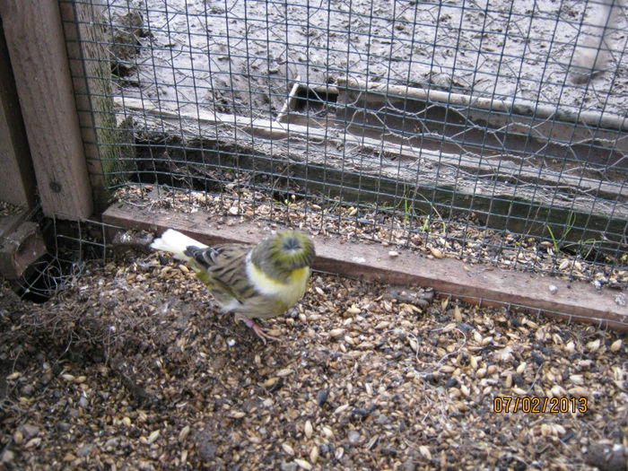 IMG_1892 - Canari Gloster si alte Rase