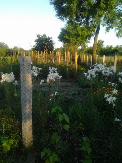 Fotografie0144 - Gradina de legume si flori