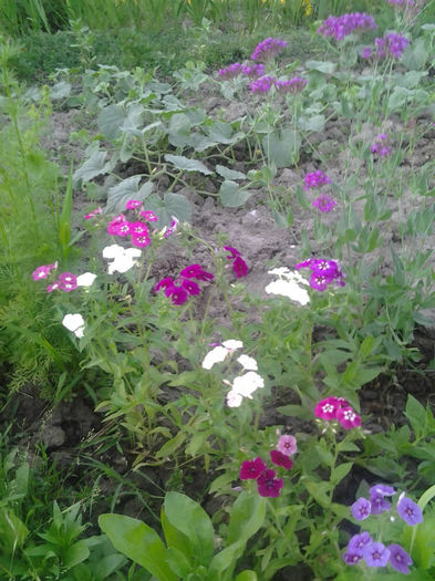 Fotografie0149 - Gradina de legume si flori