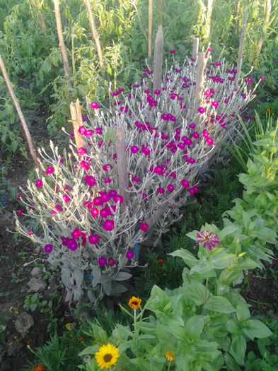 Fotografie0153 - Gradina de legume si flori