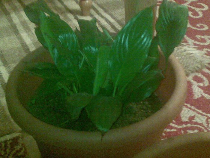 07022013(028) - florile mele