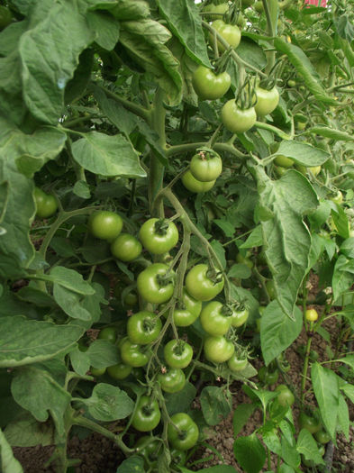 DSCF5240 - Tomate 2012