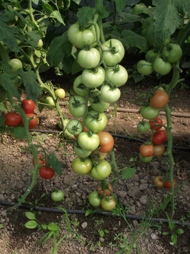 DSCF5416 - Tomate 2012
