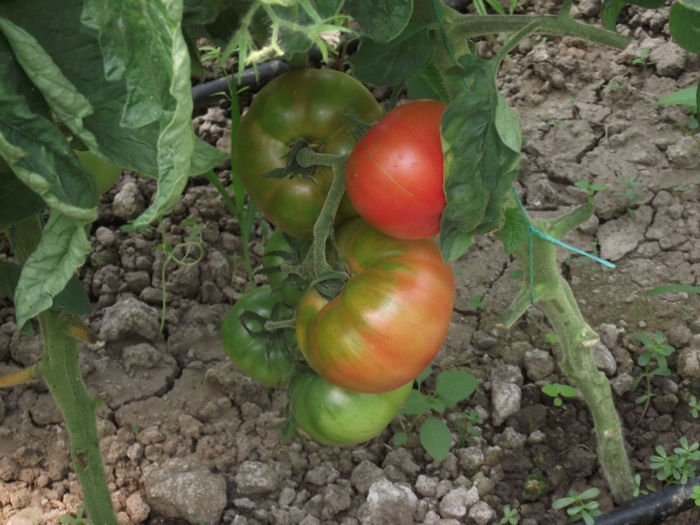 DSCF5418 - Tomate 2012