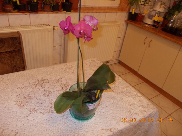 DSCN6545_2025 - Florile mele