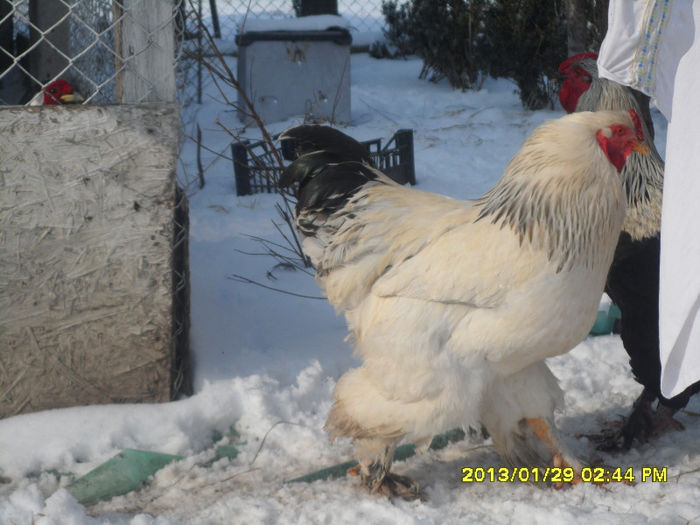 Picture 117 - brahma