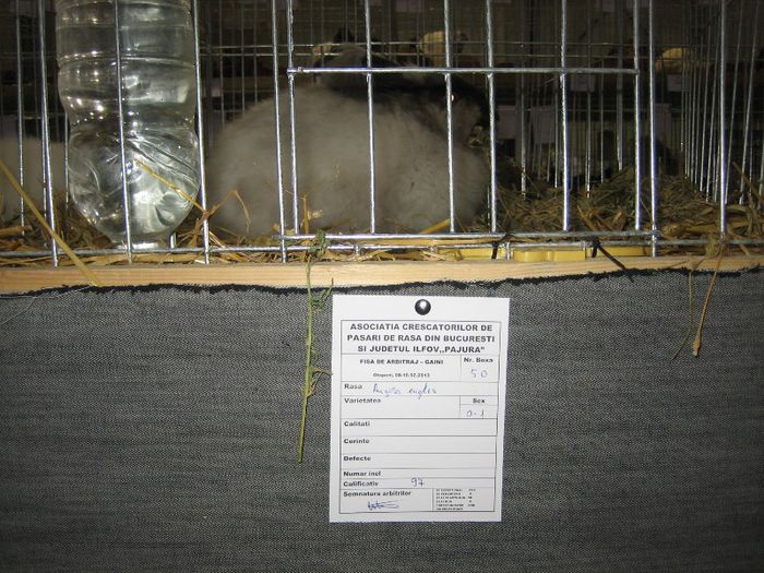 English Angora Rabbit; Punctaj maxim
