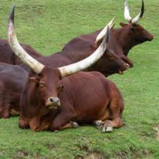 watusi1 - vaca watusi africa