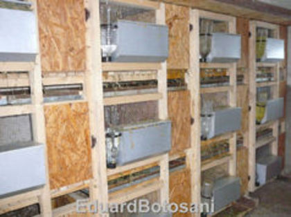 eduardbotosani