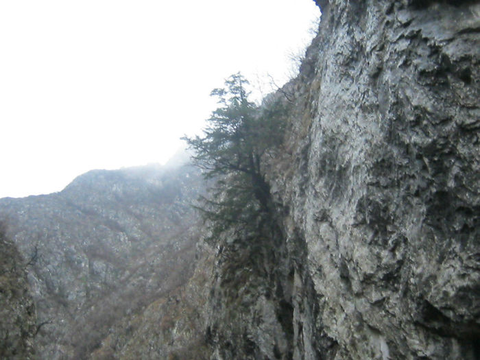 IMG_0443 - O zi cu ceata pe Valea Sohodolului