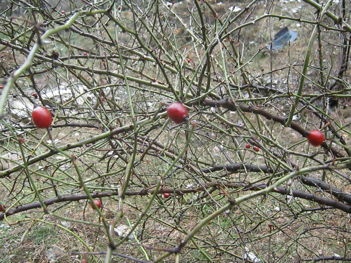 IMG_0467 - O zi cu ceata pe Valea Sohodolului