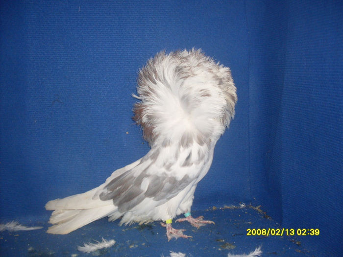 M 2011 - gulerati 2013