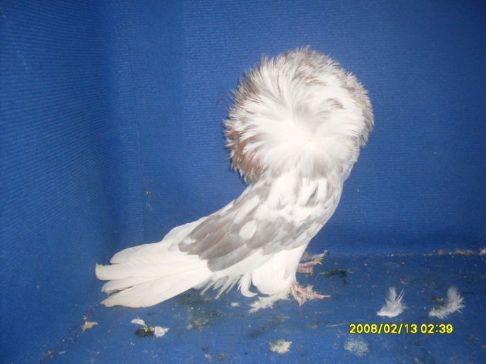 M 2011 - gulerati 2013