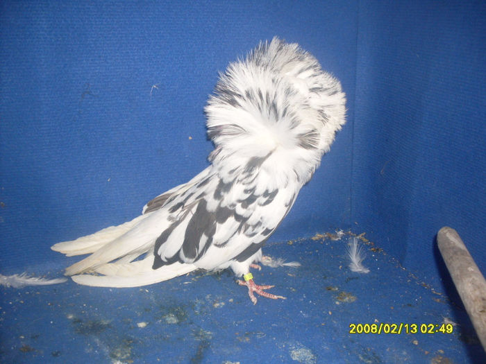 F 2011 - gulerati 2013