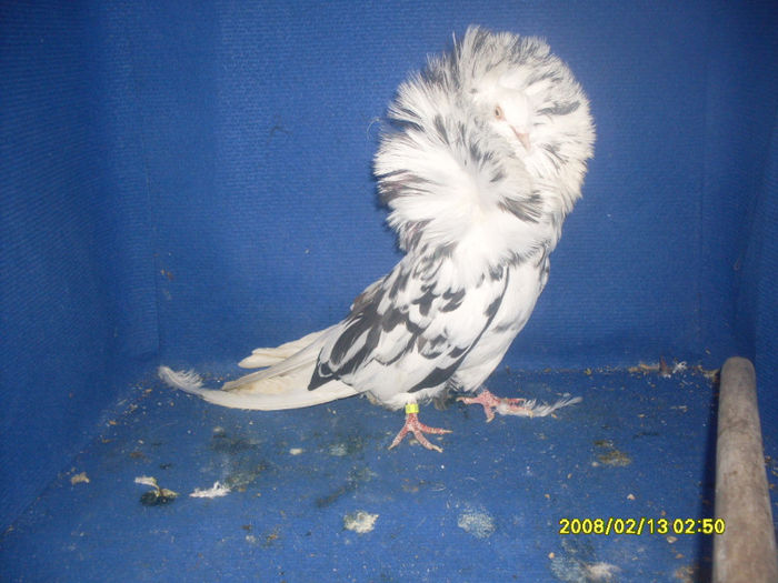 F 2011 - gulerati 2013