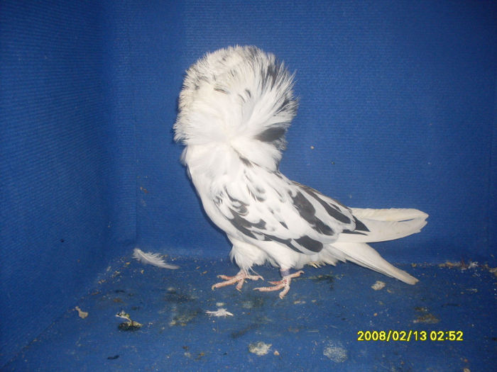 F 2012 - gulerati 2013
