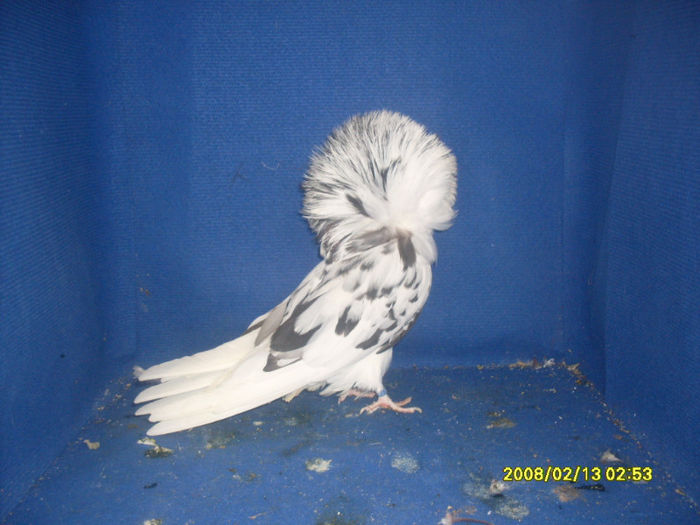 F 2012 - gulerati 2013