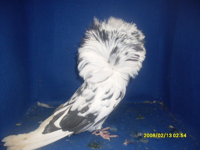 M 2010 - gulerati 2013