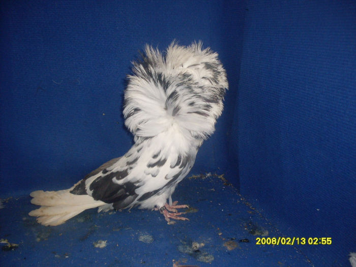 M 2010 - gulerati 2013