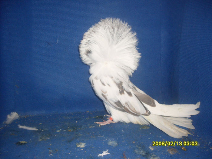 F 2009 - gulerati 2013