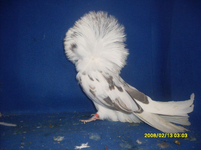 F 2009 - gulerati 2013