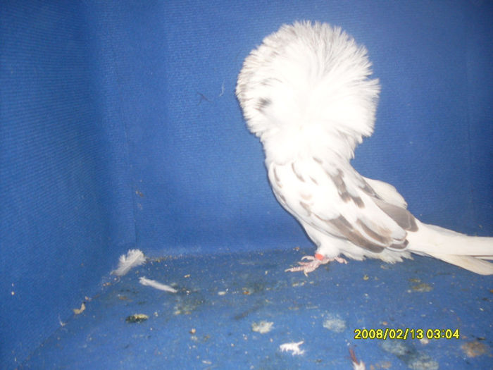 F 2009 - gulerati 2013