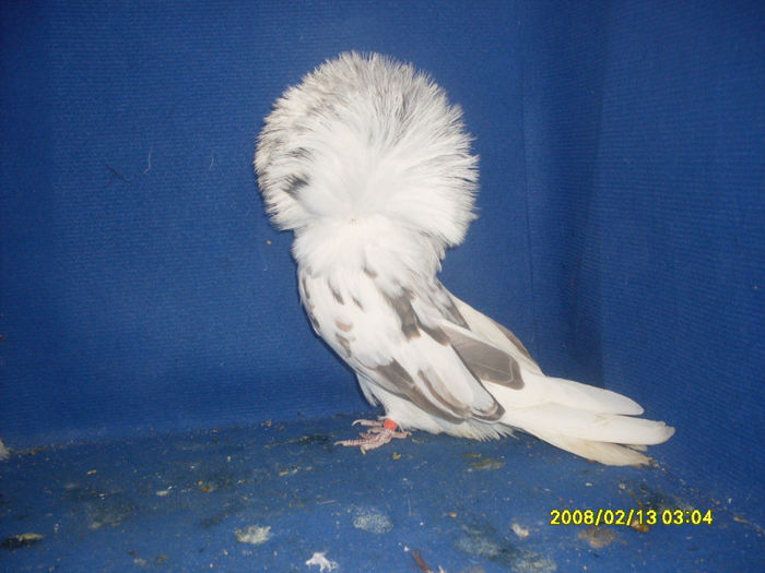 F 2009 - gulerati 2013