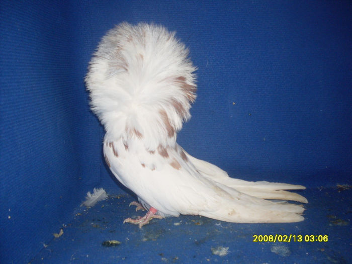 M 2009 - gulerati 2013