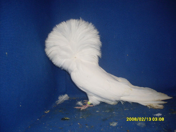 M 2011 - gulerati 2013