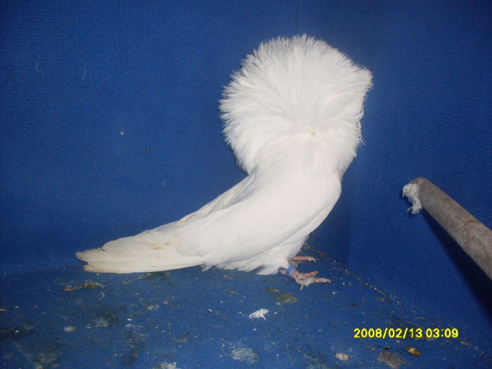 M 2011 - gulerati 2013