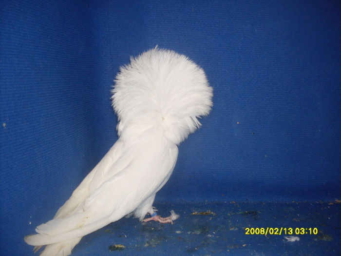 M 2011 - gulerati 2013