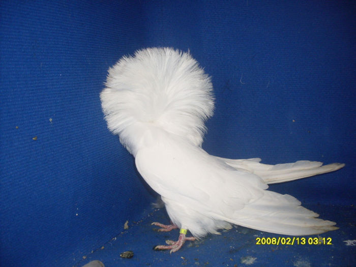 F 2011 - gulerati 2013