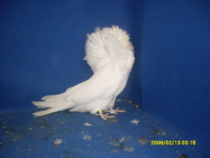 F 2011 - gulerati 2013