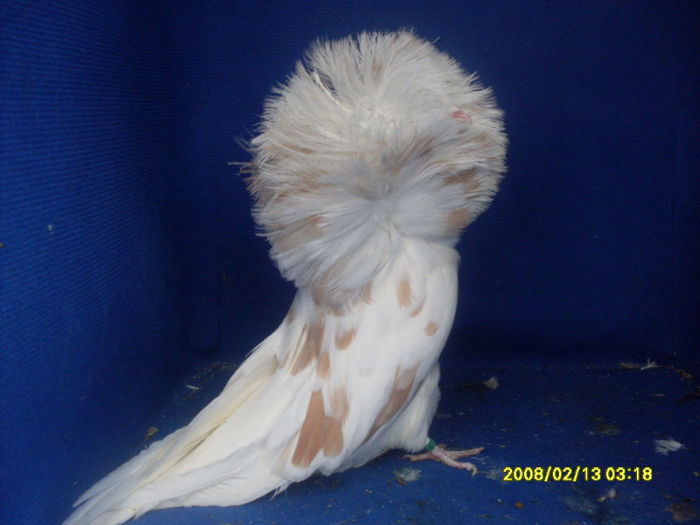 F 2009 - gulerati 2013