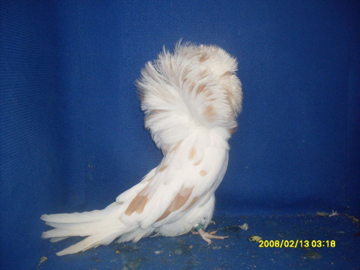 F 2009 - gulerati 2013