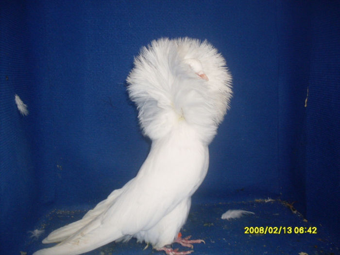 F 2010 BG - gulerati 2013