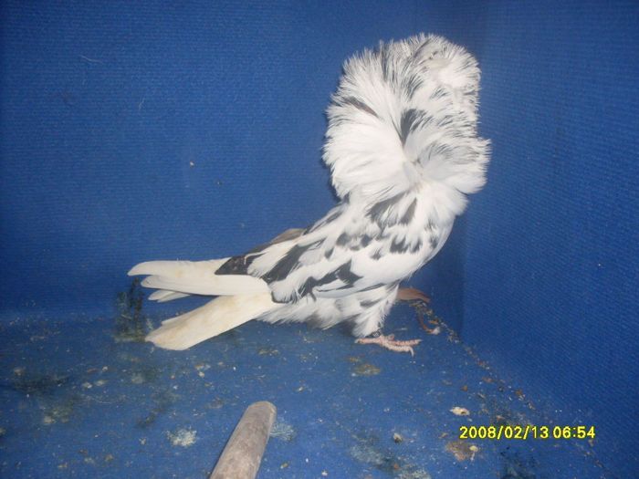 F 2010 - gulerati 2013