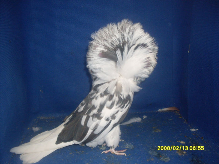 F 2008 - gulerati 2013