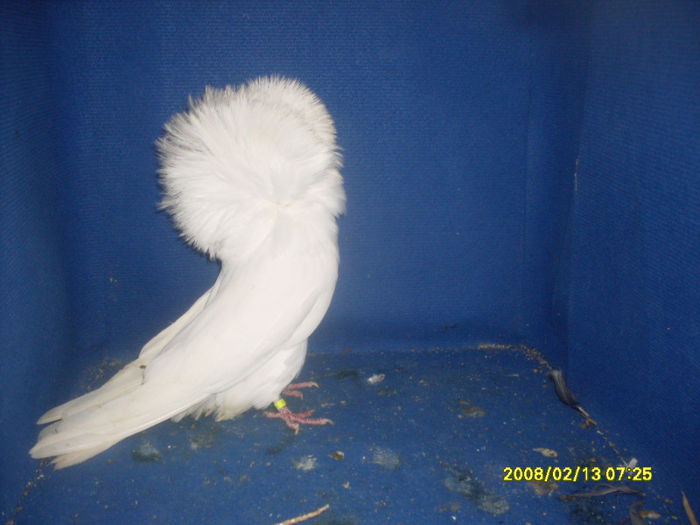 M 2011 - gulerati 2013