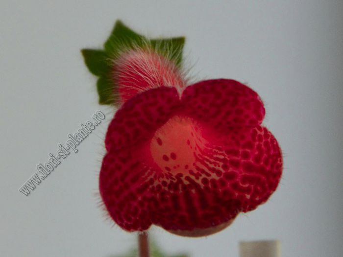 Kohleria Imensa