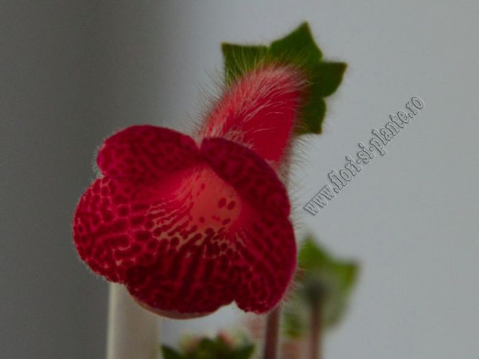 Kohleria Imensa