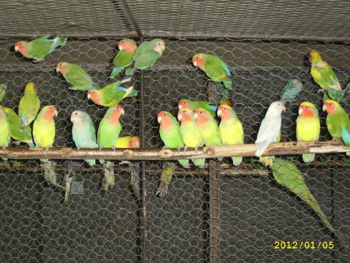 Roseicollis; agapornis
