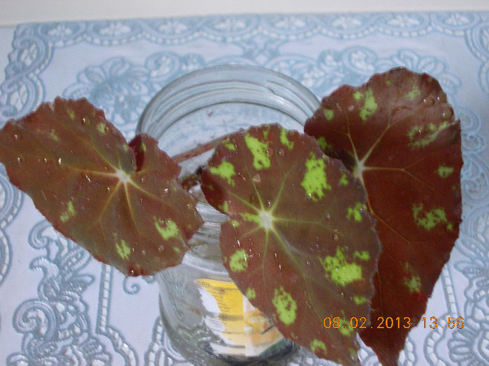 begonia de la mama