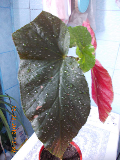 8 febr 2013-flori 019
