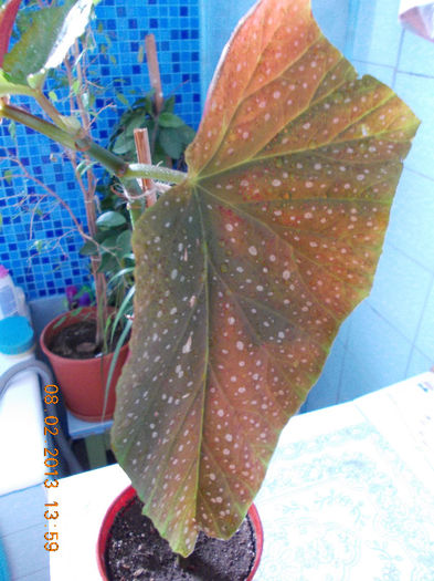 begonia "plaman"