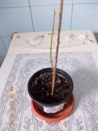 8 febr 2013-flori 027 - februarie 2013